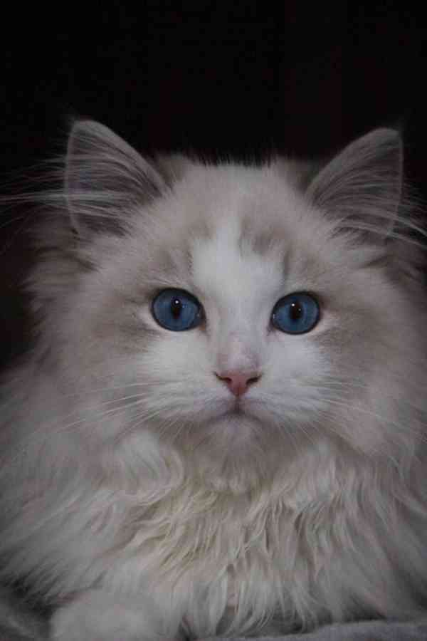 Ragdoll s PP - foto 3