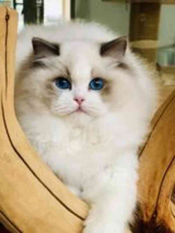 Ragdoll s PP - foto 1