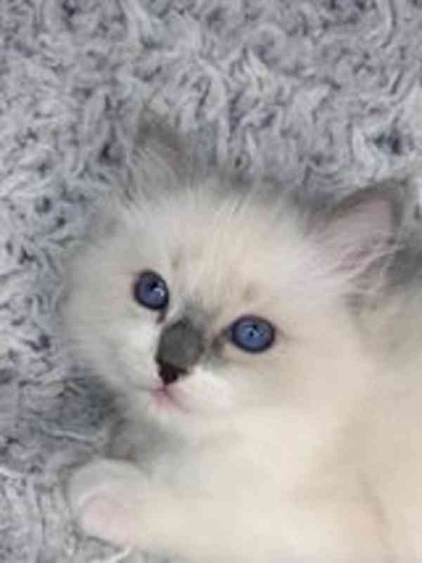 Ragdoll s PP - foto 2