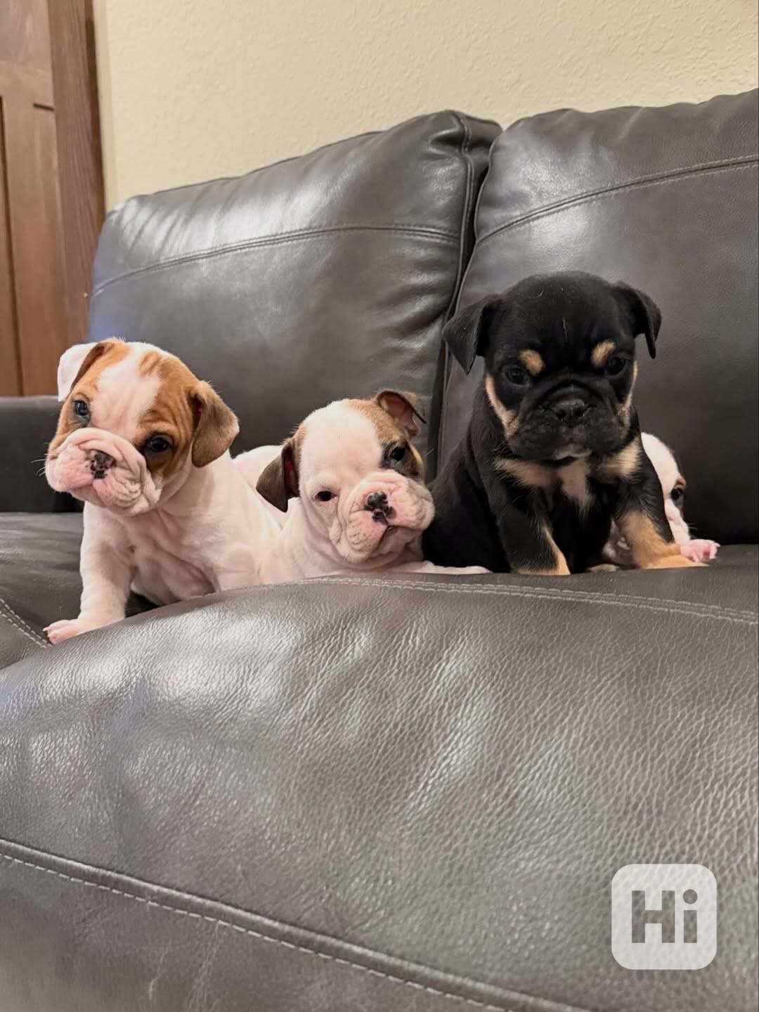 Veterinární kontrola, štěňata anglického buldoka na prodej - foto 1