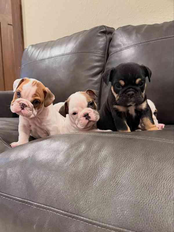 Veterinární kontrola, štěňata anglického buldoka na prodej - foto 1