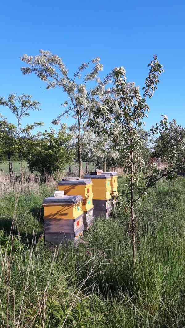 Včely, včelstva - foto 1