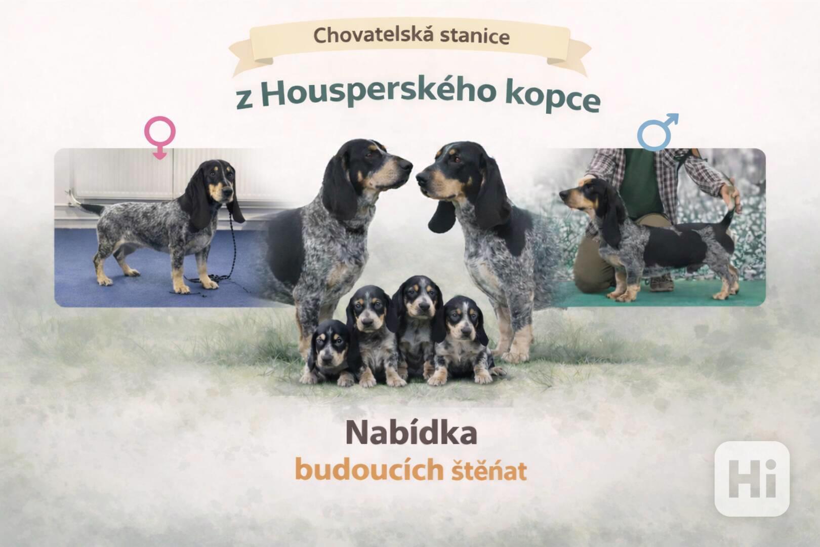 Modrý gaskoňský baset  - foto 1