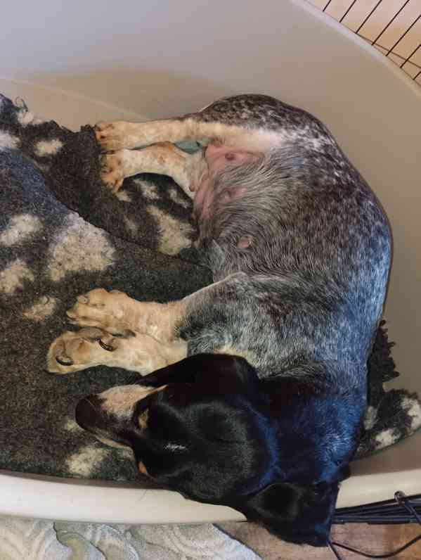 Modrý gaskoňský baset  - foto 5