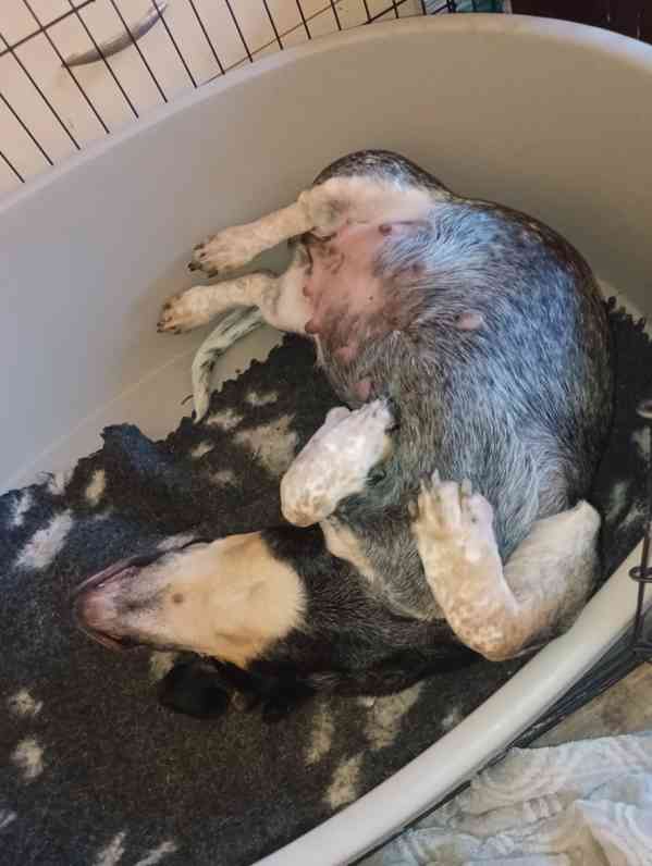 Modrý gaskoňský baset  - foto 6