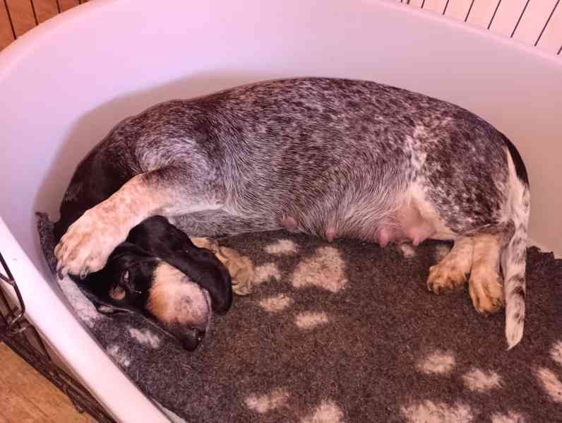 Modrý gaskoňský baset  - foto 3