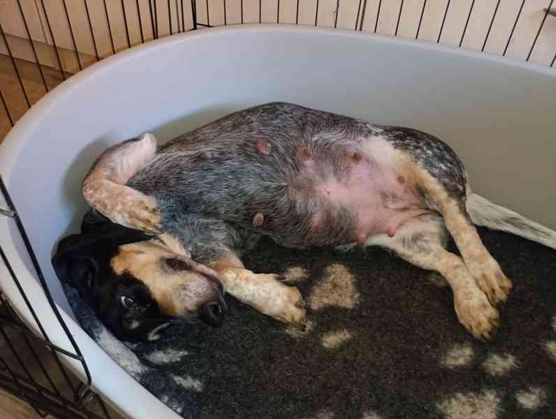 Modrý gaskoňský baset  - foto 4