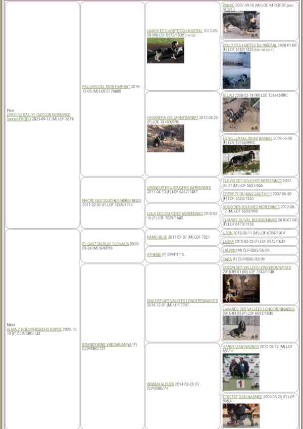 Modrý gaskoňský baset  - foto 2