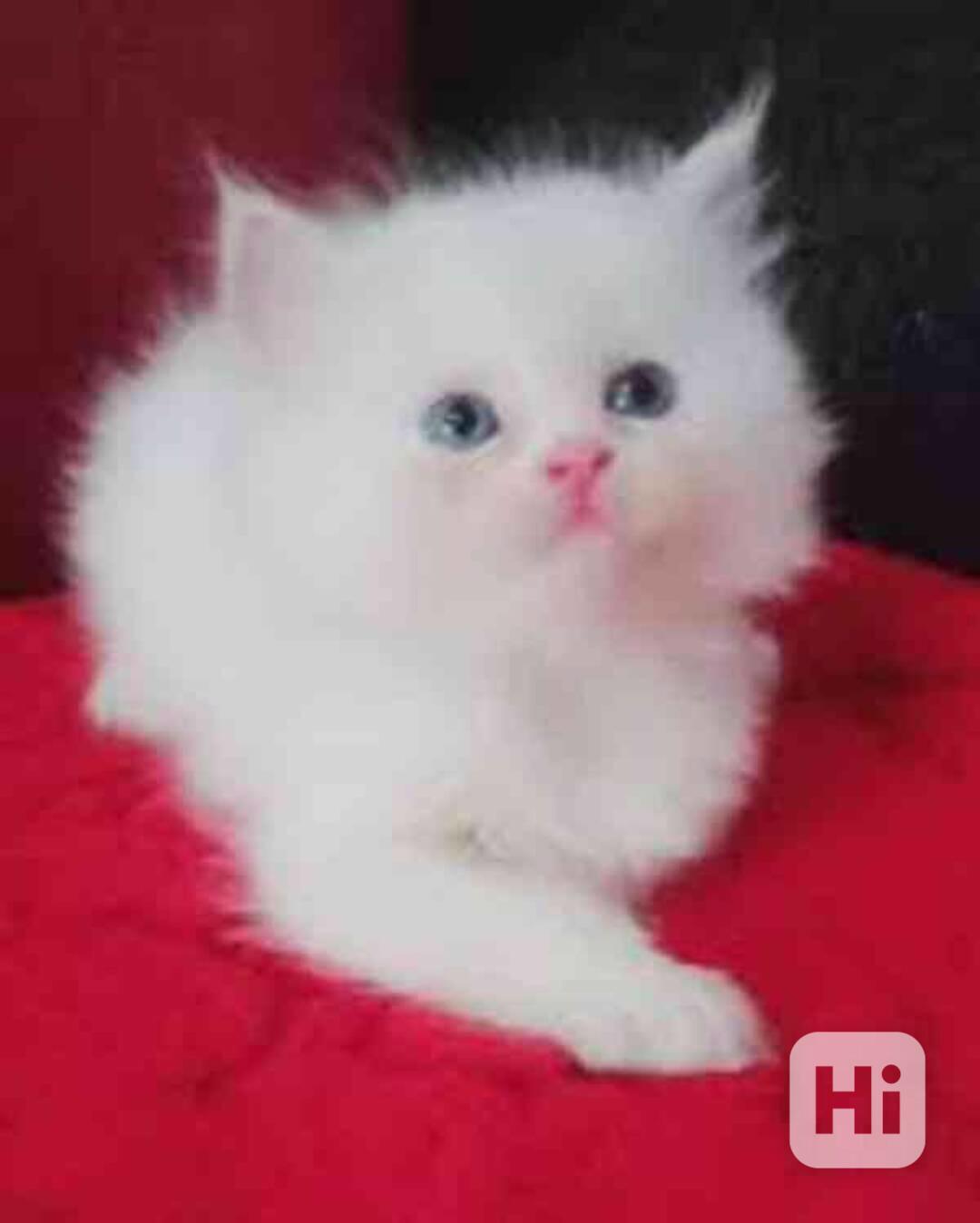 perská koťata  k adopci   . - foto 1