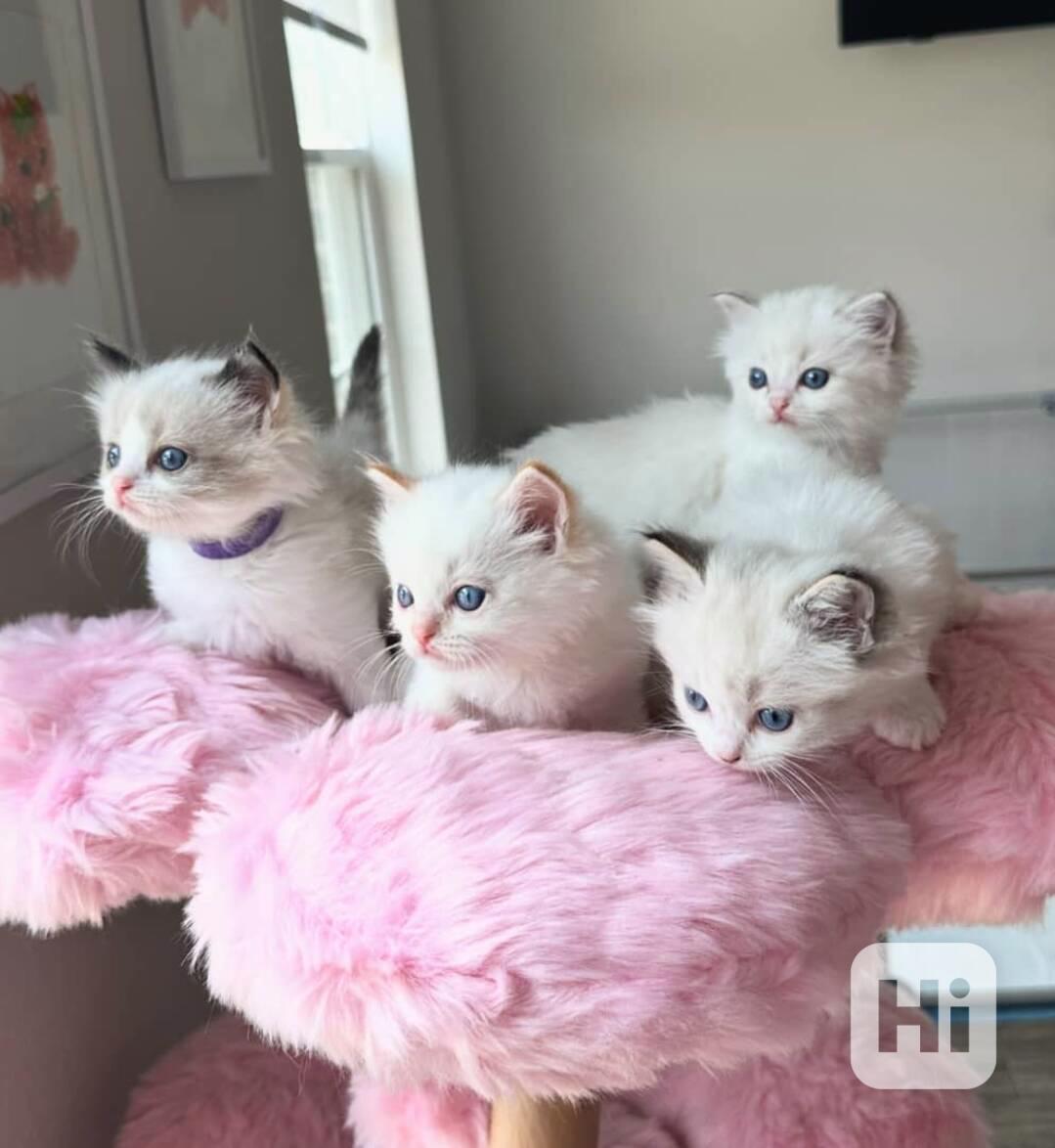💫 Kotě plemene Ragdoll na prodej - foto 1