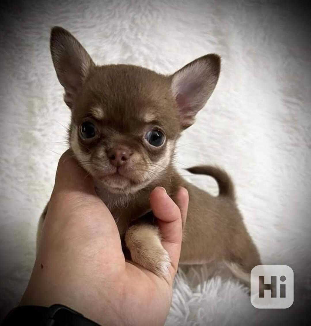 Štěňata čivavy - foto 1