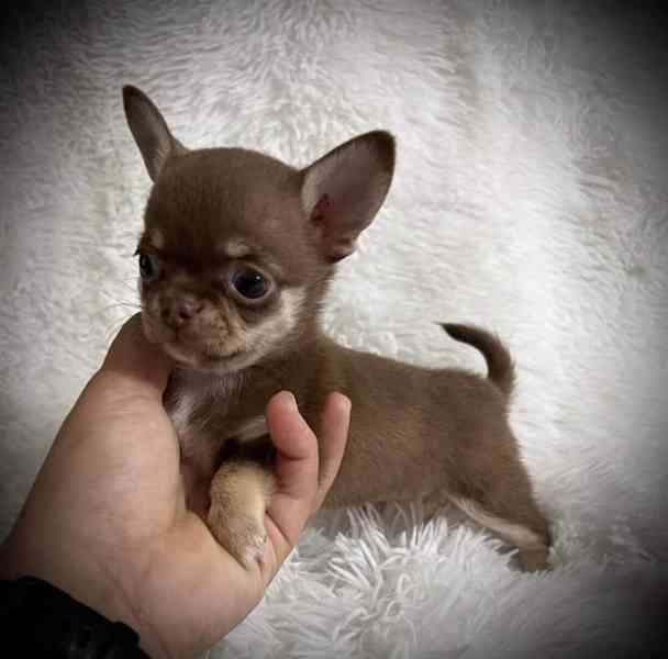 Štěňata čivavy - foto 2