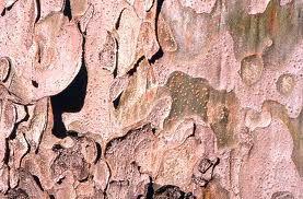 Pinus gerardiana - foto 1
