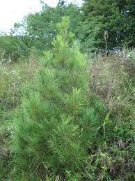 Pinus gerardiana - foto 2