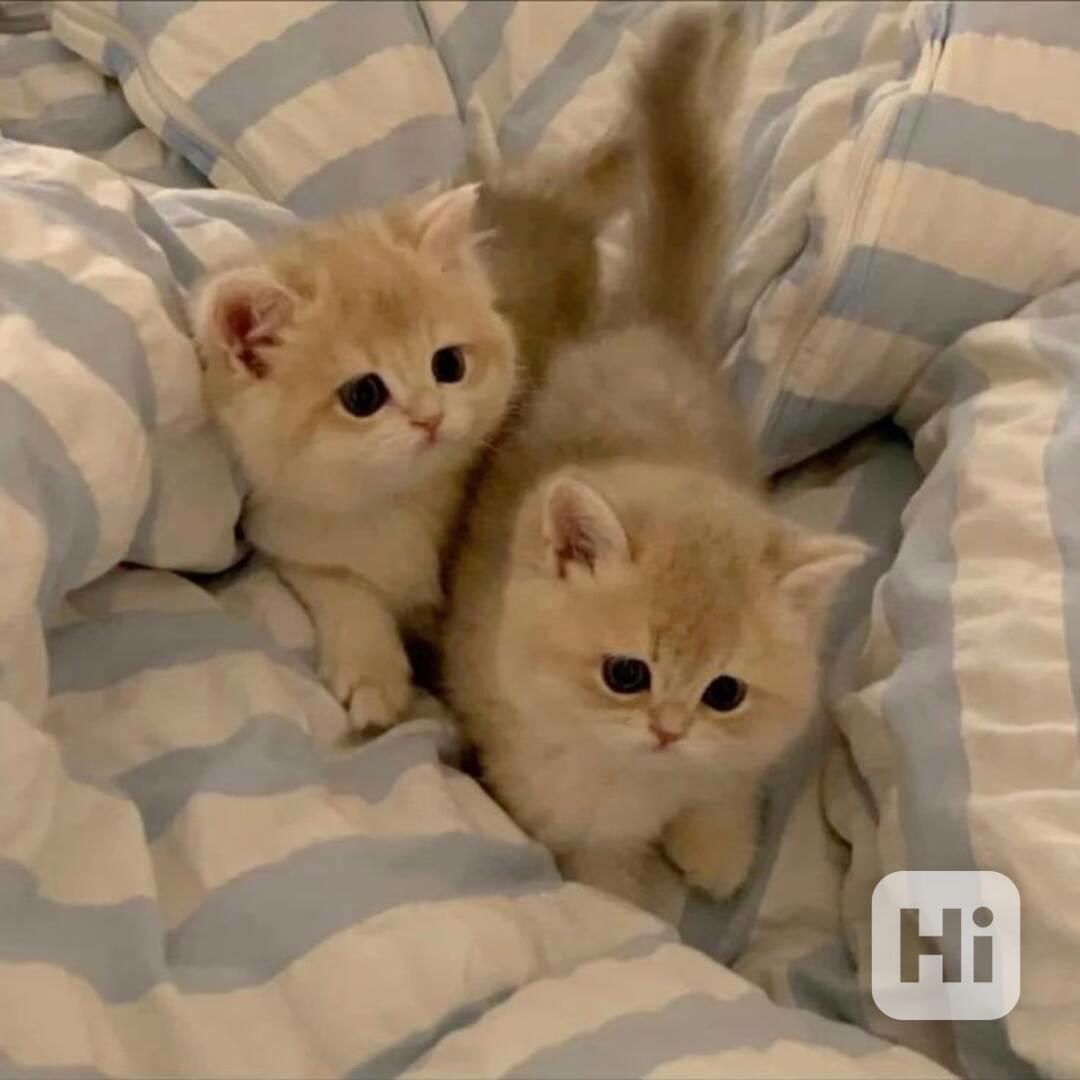 Úžasná britská krátkosrstá koťátka k adopci zdarma   - foto 1