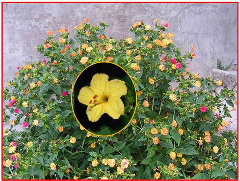 MIRABILIS JALAPA NOCENKA ŽLUTÁ - SEMENA