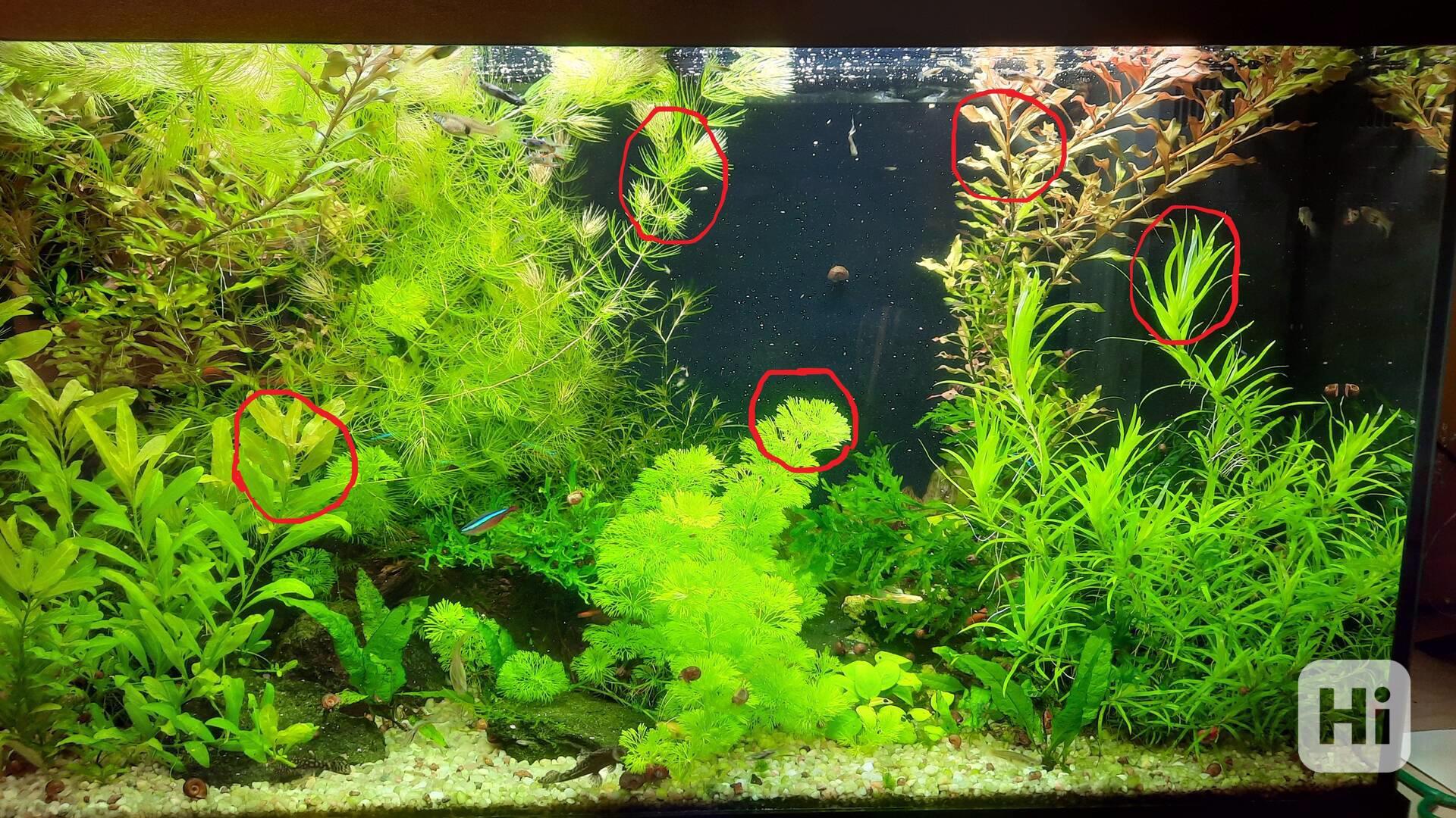 Akvarijní rostlinky - foto 1
