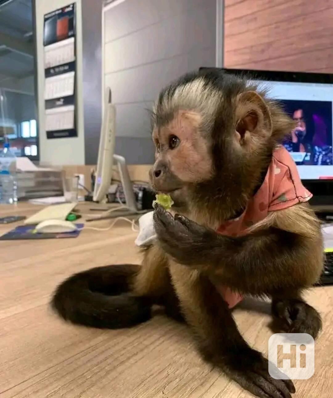  Super jemné kapucínky - foto 1