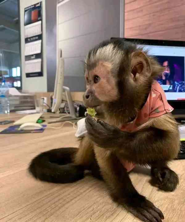  Super jemné kapucínky