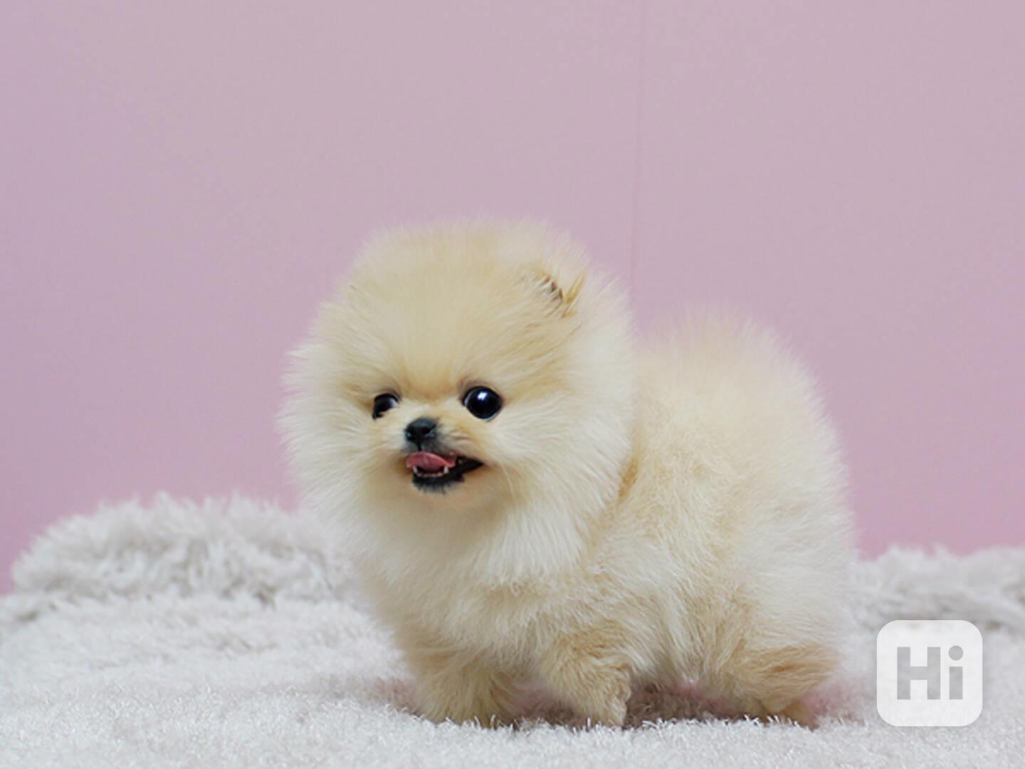 Německý špic trpasličí (Pomeranian) Štěňátka - foto 1