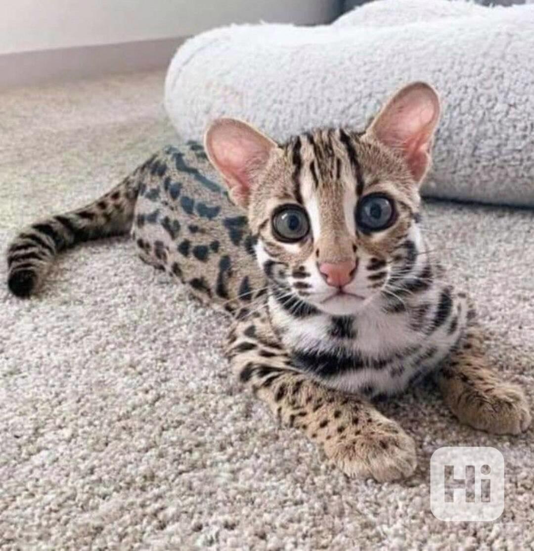  Dárek zdarma Savanová koťátka k adopci  - foto 1