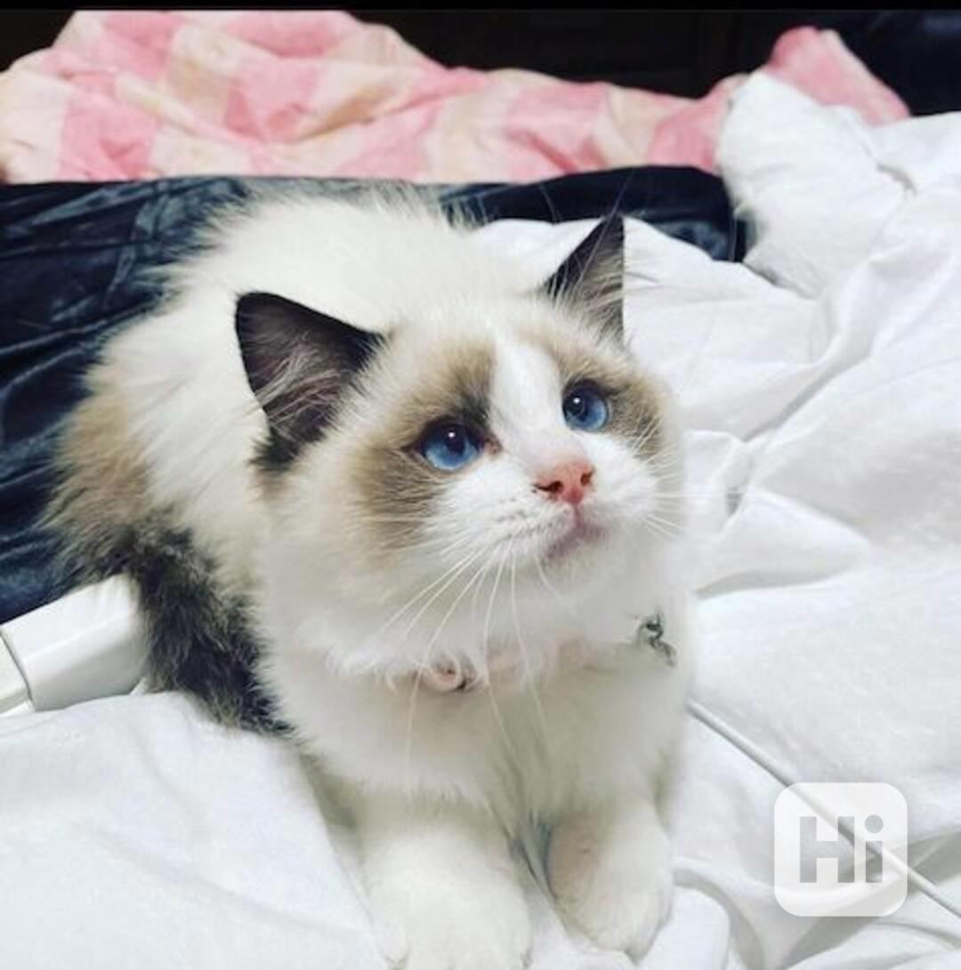 Krásná kočka plemene Ragdoll - foto 1