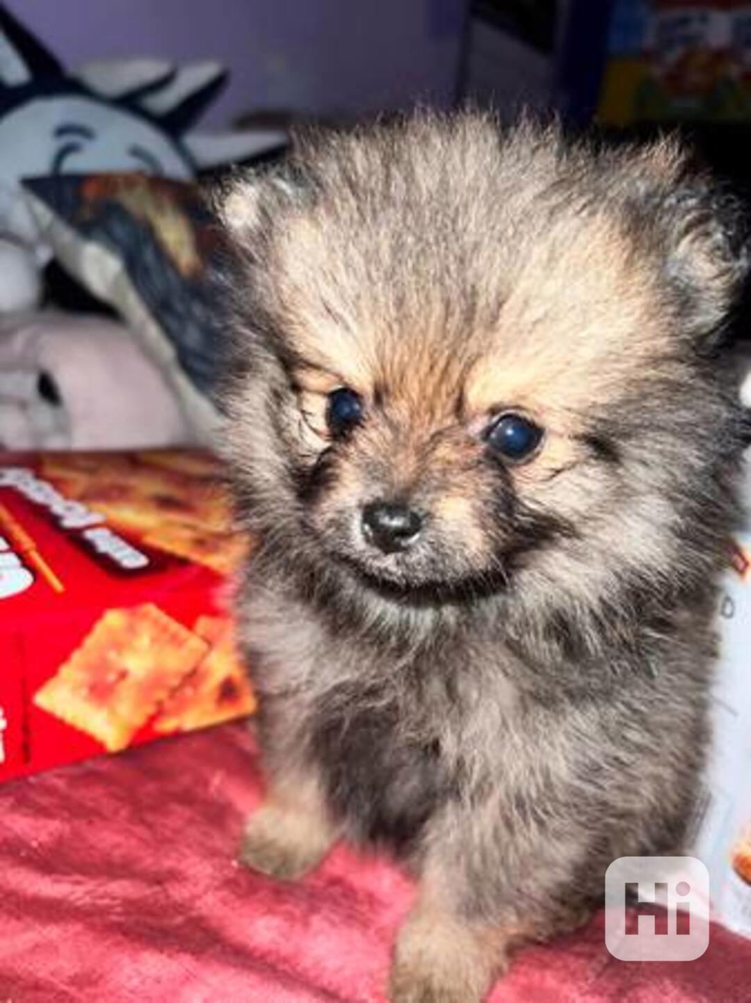 Chlapec a dívka Pomeranian. - foto 1