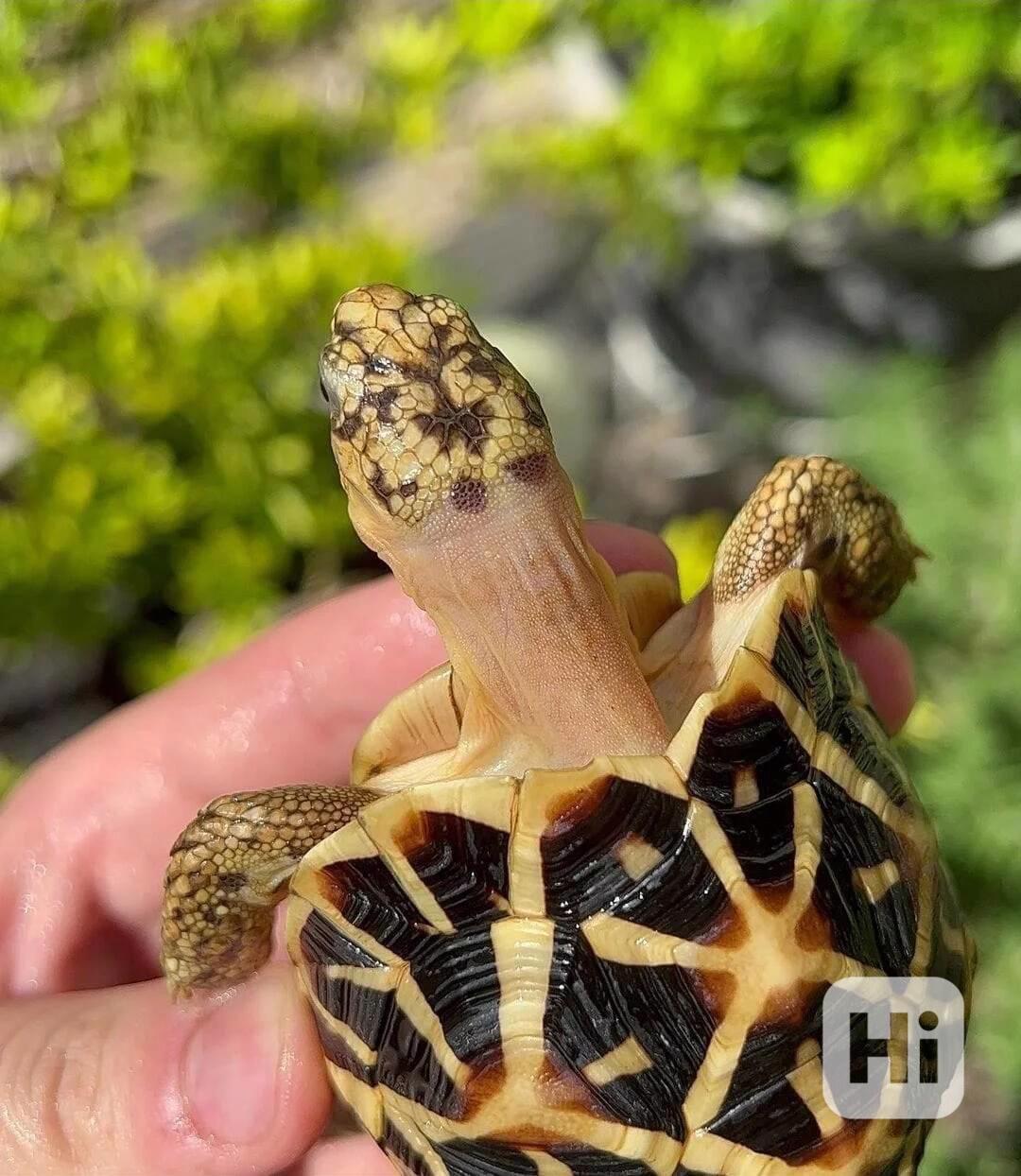 Indická hvězdicovitá želva – Geochelone elegans - foto 1