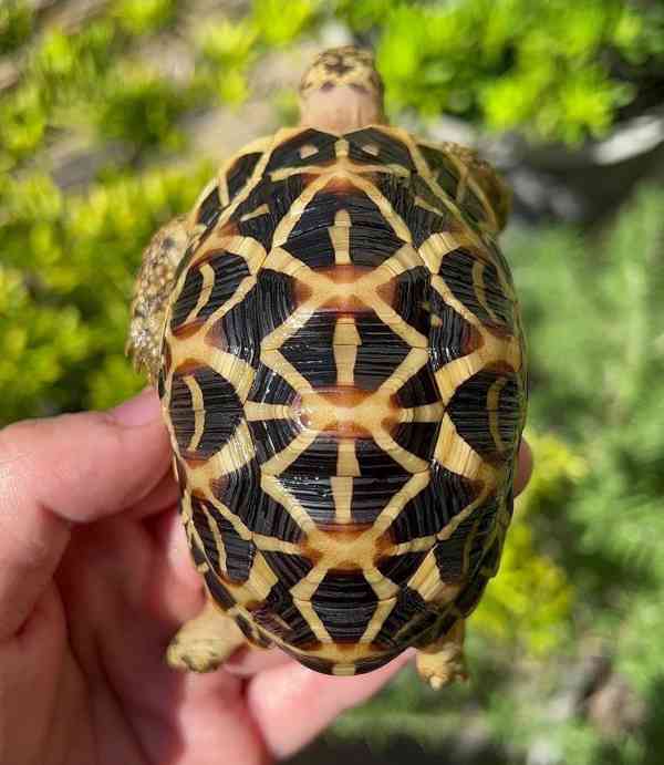 Indická hvězdicovitá želva – Geochelone elegans - foto 3