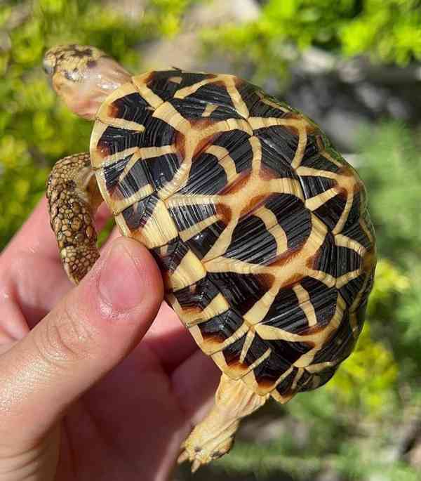 Indická hvězdicovitá želva – Geochelone elegans - foto 2