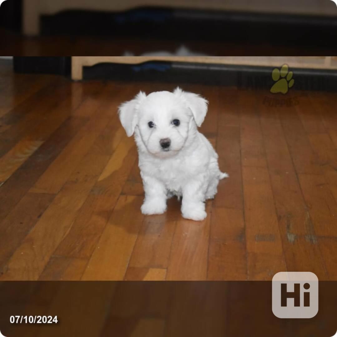 Bichon maltese - foto 1