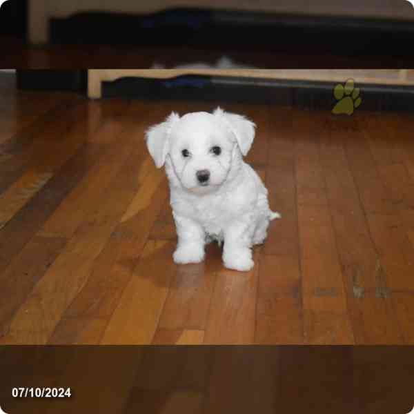 Bichon maltese - foto 1