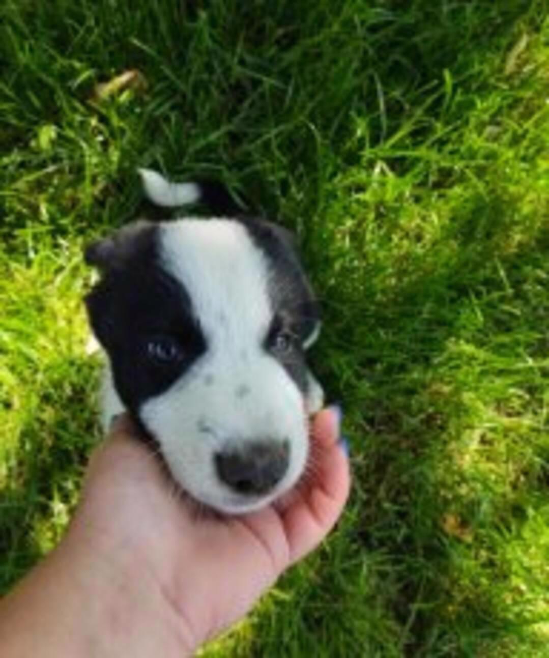 Štěně border collie  - foto 1