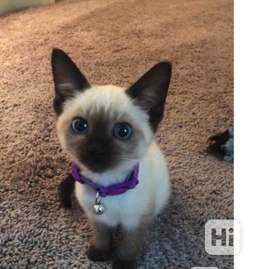 Siamská koťátka - foto 1