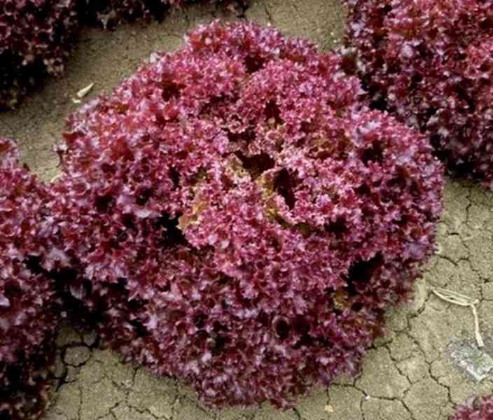 semena salát listový Karminova - foto 1