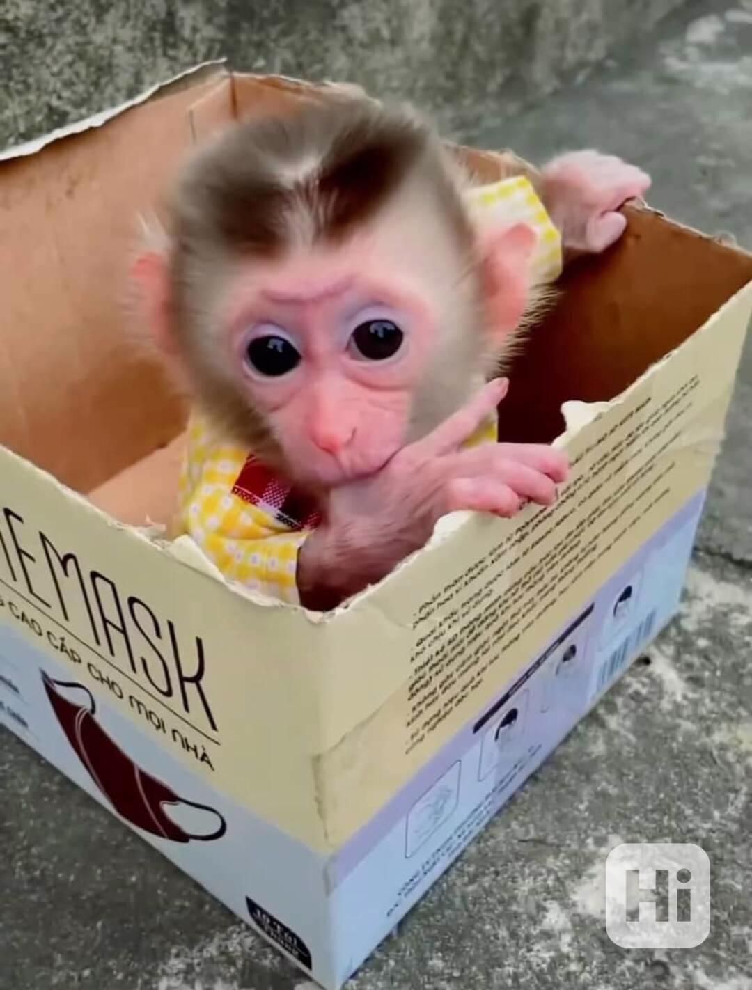 🐵 Krásná opičí mláďata na prodej – Zdravá, šťastná a připra - foto 1