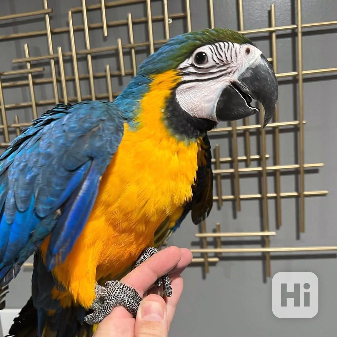 Zlatý a modrý ara - foto 1