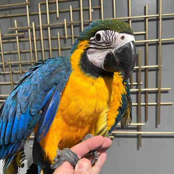 Zlatý a modrý ara - foto 3