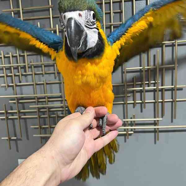 Zlatý a modrý ara - foto 2