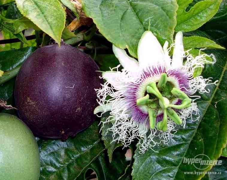 Passiflora Edulis- semena - foto 1