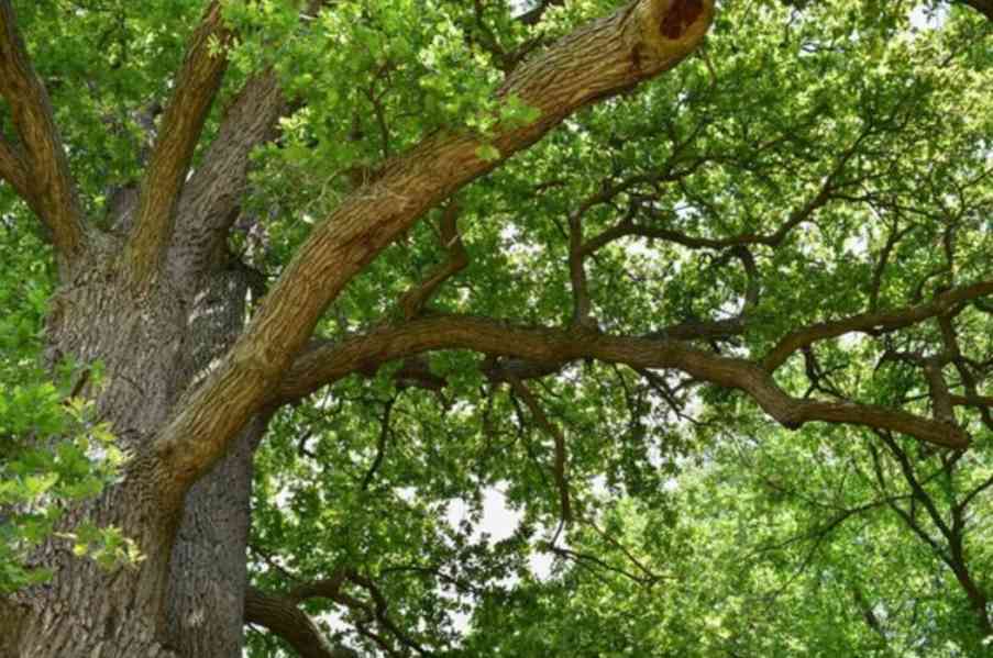 Prodej Dubová Kůra (Oak Bark) ve velkém od výrobce - foto 5