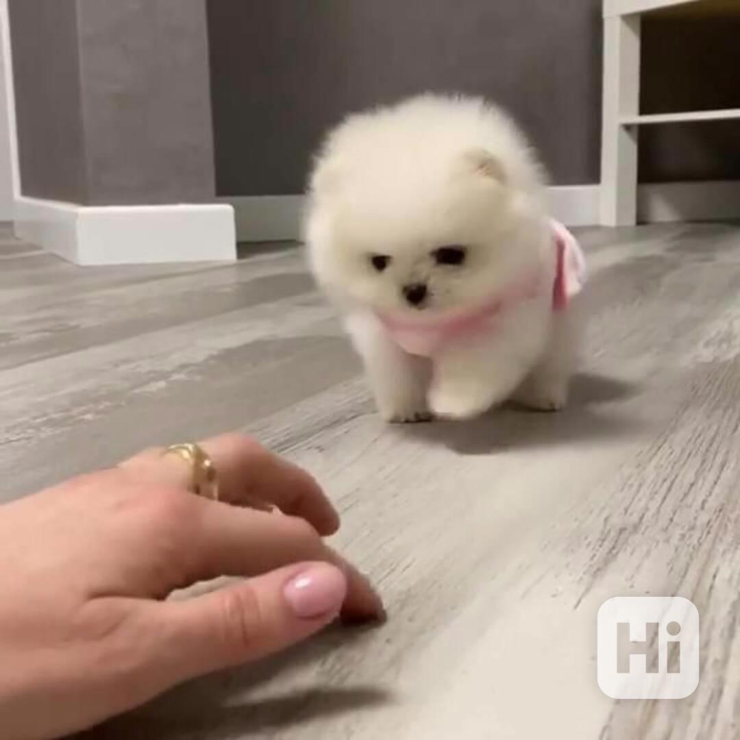 Rozkošná bezplatná štěňata pomeranianů na dárek  - foto 1