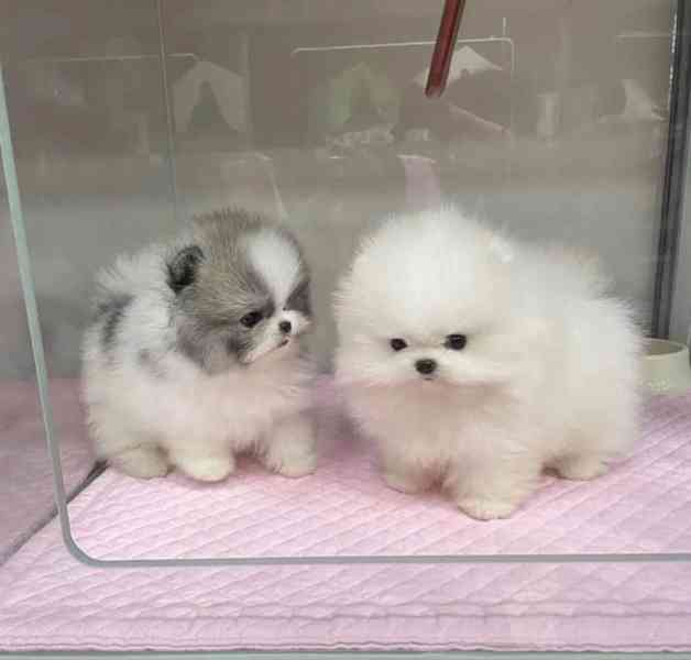 Rozkošná bezplatná štěňata pomeranianů na dárek  - foto 2