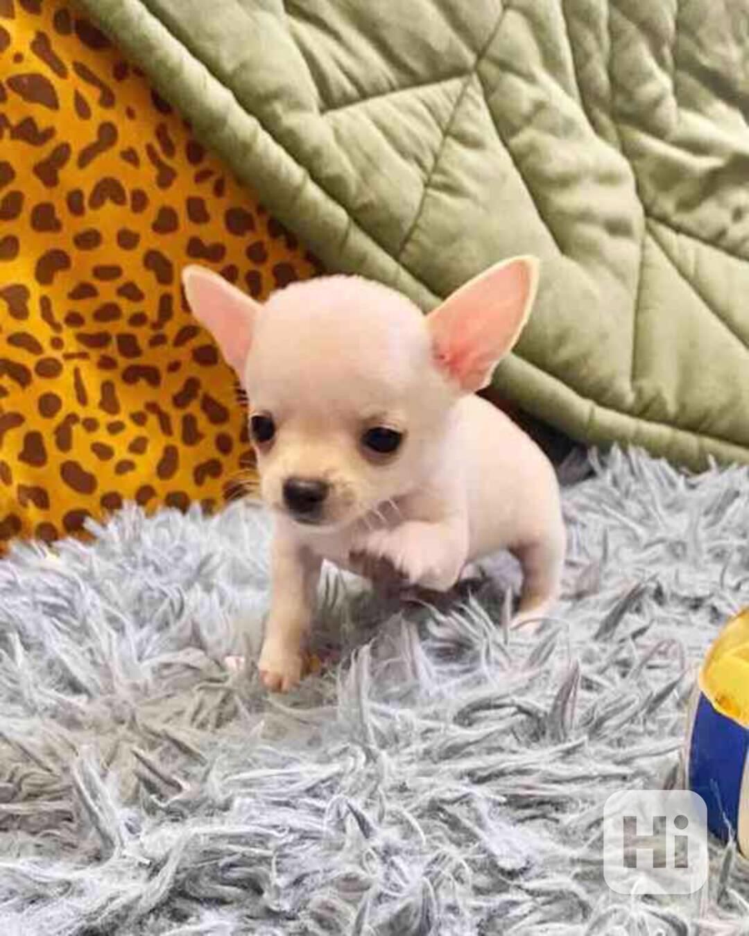 Štěňata čivav k adopci - foto 1