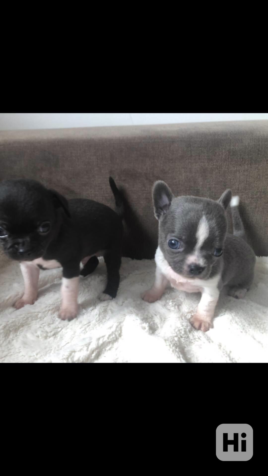 Čivava s PP - foto 1