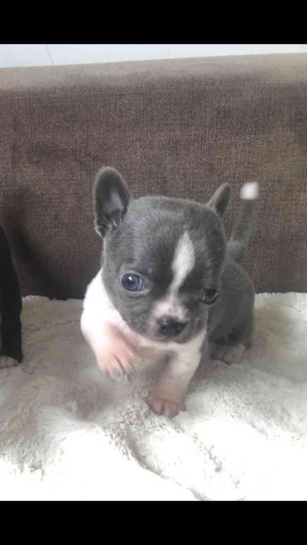 Čivava s PP - foto 3