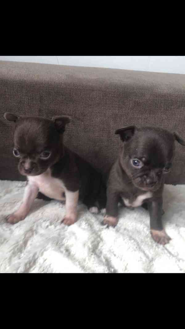 Čivava s PP - foto 4