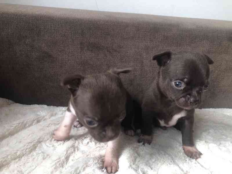 Čivava s PP - foto 8