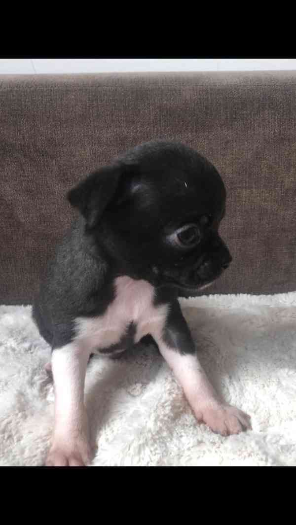 Čivava s PP - foto 7