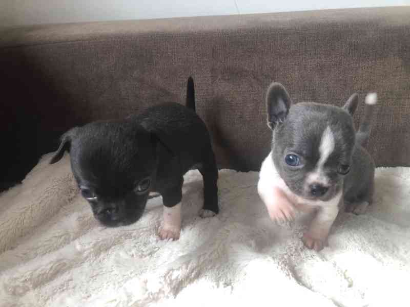 Čivava s PP - foto 11